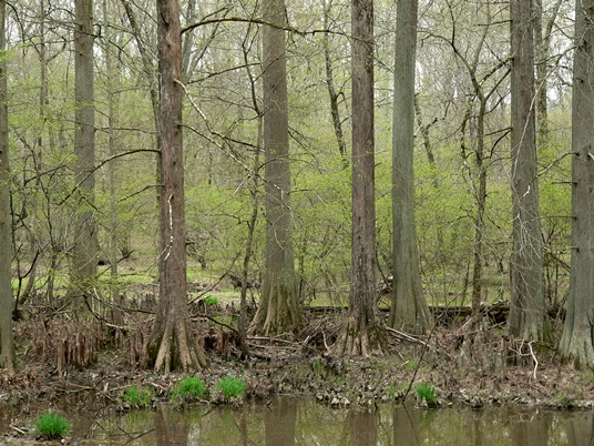 {Taxodium ascendens}
